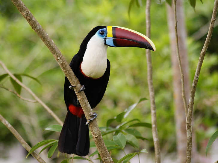 toucan, Wallpaper HD