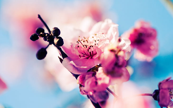 Flower Macro Blur Pink HD, natura, kwiat, makro, rozmycie, różowy, Tapety HD