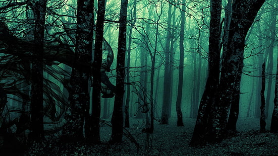 الظلام ، والغابات ، والأخضر ، والأشجار، خلفية HD HD wallpaper
