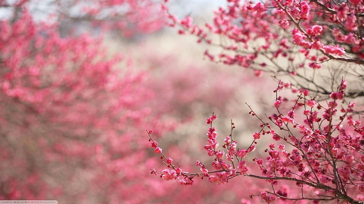 черешов цвят япония цветя розови цветя, HD тапет