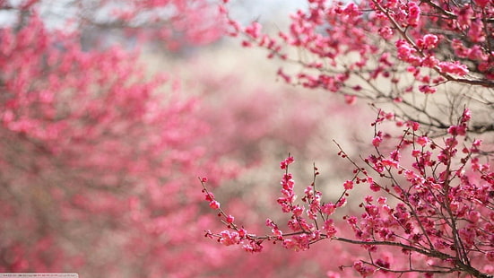 벚꽃 일본 꽃 핑크 꽃, HD 배경 화면 HD wallpaper