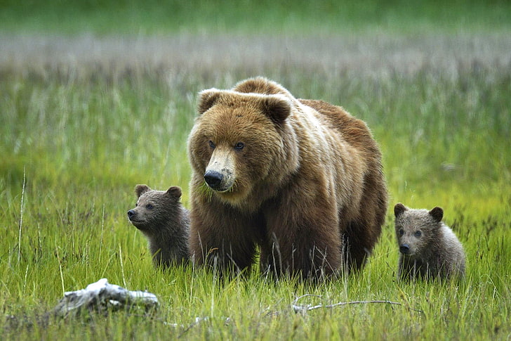 бурый медведь и серые детёныши, трава, природа, аляска, медведи, медведь, гризли, HD обои