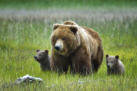 бурый медведь и серые детёныши, трава, природа, аляска, медведи, медведь, гризли, HD обои HD wallpaper