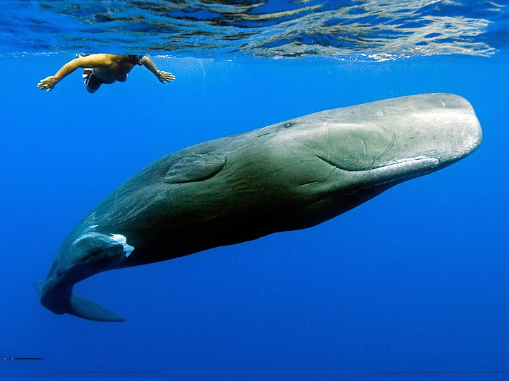 gray whale, whale, animals, sea, Sperm Whale, HD wallpaper