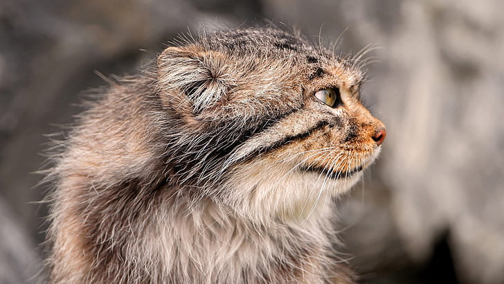 Pallas's cat, side view, face, whiskers, brown and black cat, Pallas, Cat, Side, View, Face, Whiskers, HD wallpaper