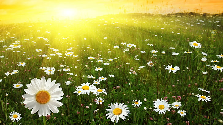 sunset, daisies, fllowers, white, yellow, green, sun, sunrays, summer, HD wallpaper