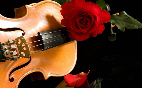 Violin, red rose and brown violin, lovely, romantic, music, beautiful, flowers, romance, still life, pretty, beauty, reflection, HD wallpaper HD wallpaper