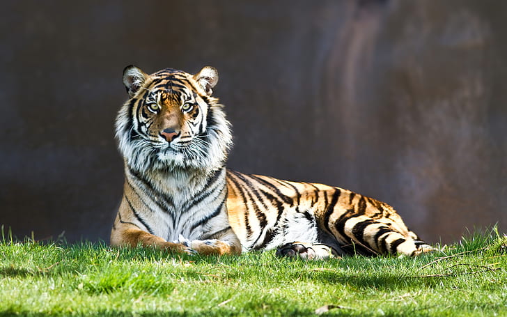 Tiger Staring, tiger, staring, HD wallpaper