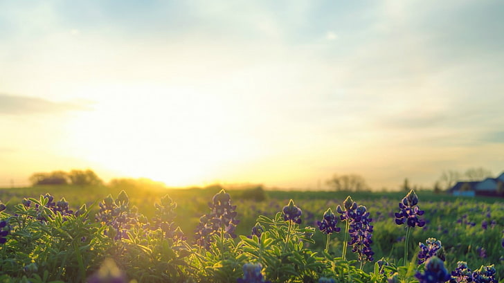 lavender ungu, musim panas, Matahari, Wallpaper HD