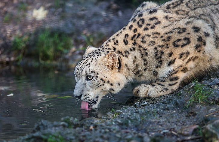 leopar, kar leopar, vahşi kedi, avcı, leopar, kar leopar, vahşi kedi, avcı, HD masaüstü duvar kağıdı