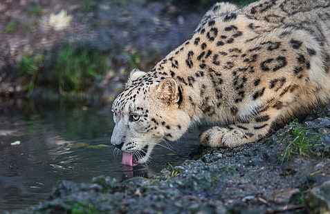 leopardo, leopardo delle nevi, gatto selvatico, predatore, leopardo, leopardo delle nevi, gatto selvatico, predatore, Sfondo HD HD wallpaper