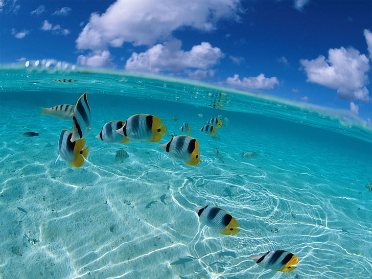 banco de peces, mar, cielo, pez, Fondo de pantalla HD