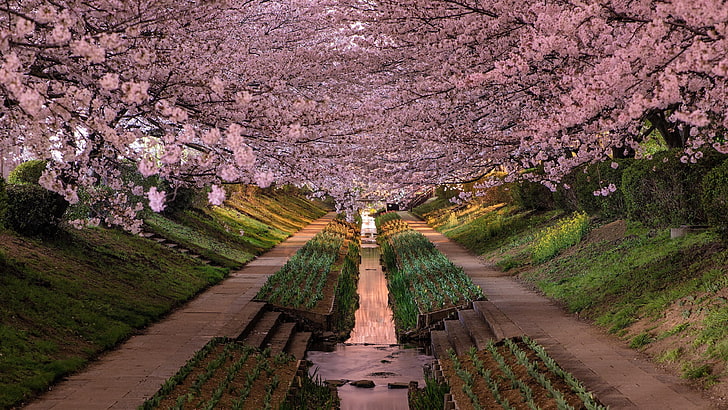 çiçek, bitki, kiraz çiçeği, bahar, ağaç, gökyüzü, şube, manzara, japon kiraz, japonya, çiçeklenme, HD masaüstü duvar kağıdı