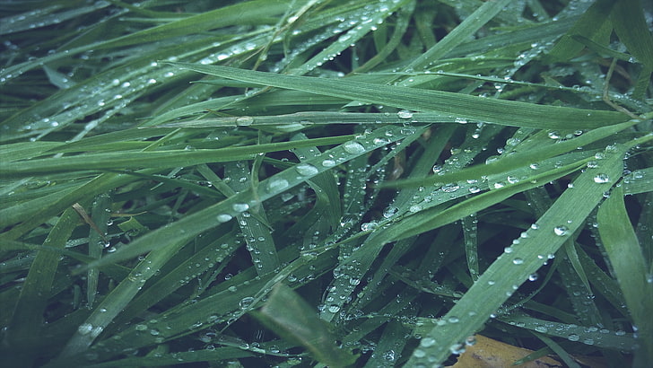 зеленая лиственная трава, мокрая, трава, природа, макро, HD обои