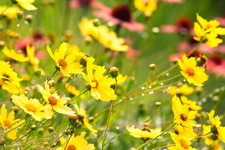 shallow photography on yellow flowers, Summer, shallow, photography, yellow, flower, floral, Denver Botanic Gardens, Colorado, nature, plant, outdoors, HD wallpaper