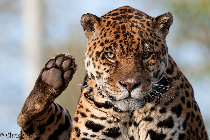 animals, big, cats, glance, jaguars, paws, HD wallpaper