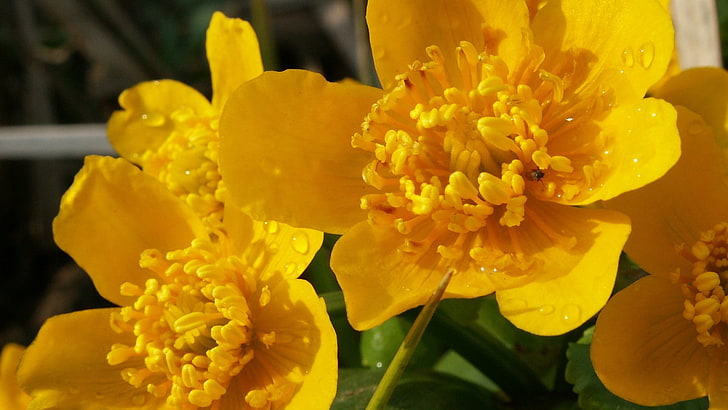 yellow Christmas rose flowers, flower, yellow, petals, many, HD wallpaper