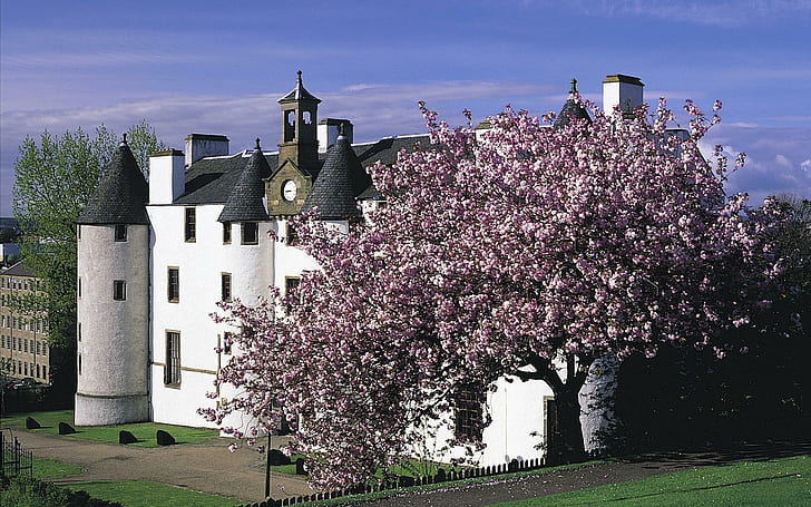 Bellissimo castello scozzese e albero fiorito, natura, castelli, alberi, Scozia, natura e paesaggi, Sfondo HD