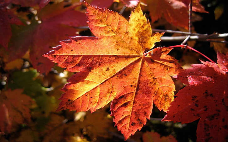 daun maple oranye, daun, maple, musim gugur, kering, Wallpaper HD