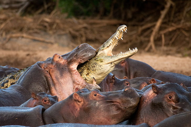 reptile nature animals hippos crocodiles biting branch, HD wallpaper