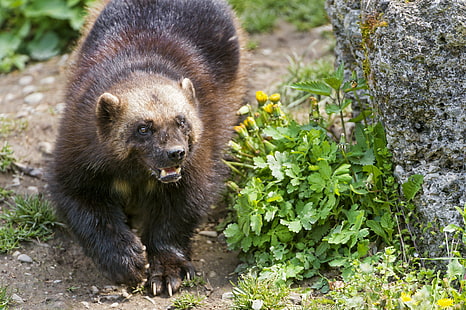 Wolverine, animal de wolverine, hierba, mira, piedra, Wolverine, © Tambako The Jaguar, Fondo de pantalla HD HD wallpaper