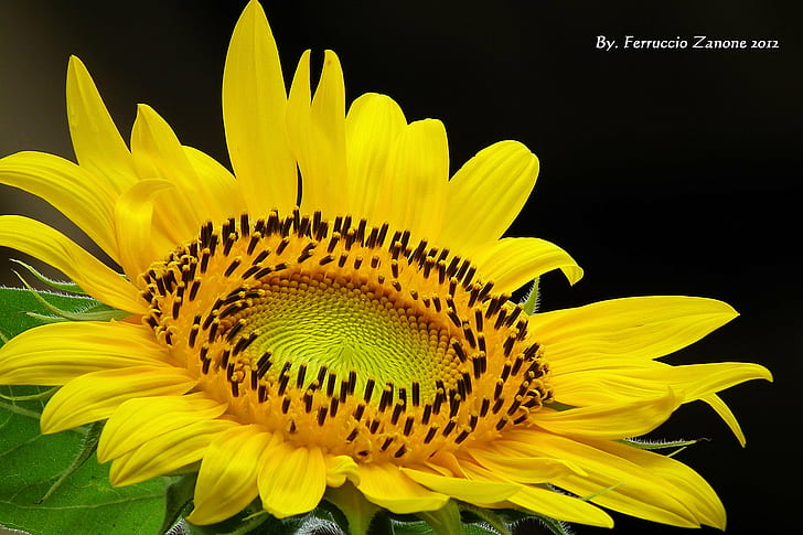 shallow focus photograph of a yellow sunflower, girasole, girasole, Girasole, che, passione, shallow focus, photograph, sunflower, giallo, yellow color, de, amarillo, yellow, nature, flower, plant, summer, petal, single Flower, agriculture, HD wallpaper