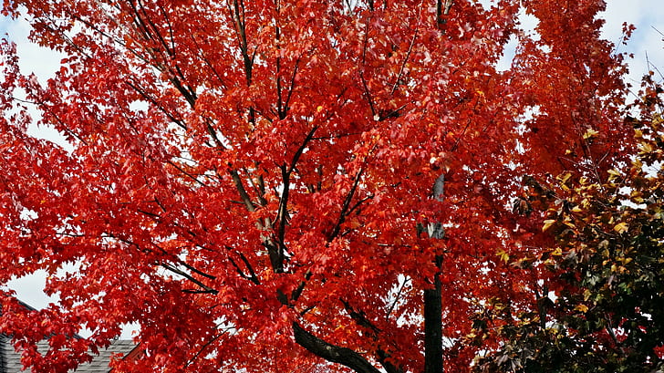 Rosy Red Autumn, red leaf tree, rosy-red, red-autumn, rosy-red-autumn, red-tree, rosy-red-fall, red-fall, HD wallpaper