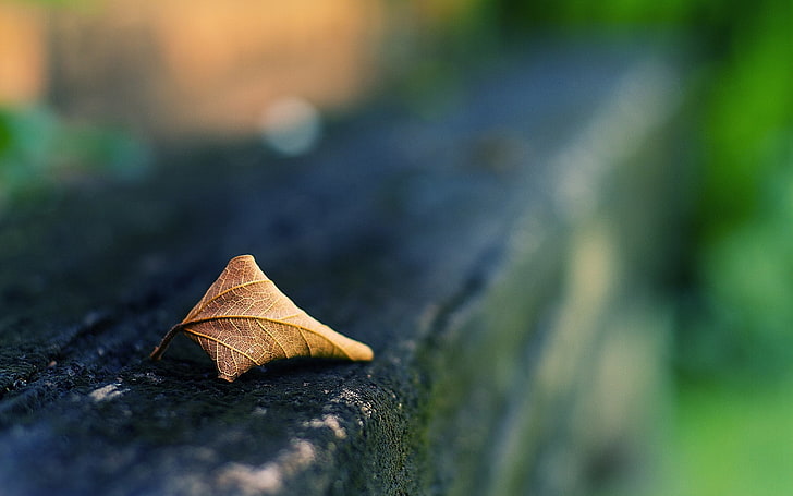 withered brown leaf, leaf, dry, surface, HD wallpaper