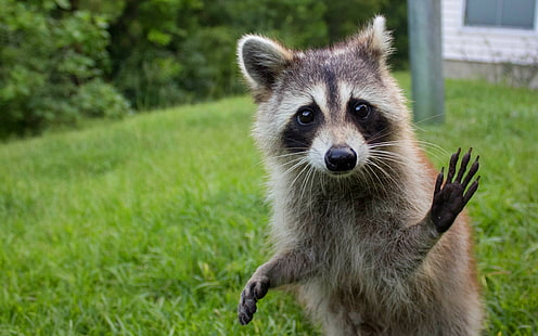 Raccoon funny, funny, raccoon, cute, animal, HD wallpaper HD wallpaper