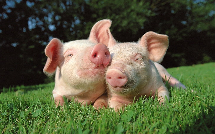 two pink pigs, Animal, Pig, HD wallpaper