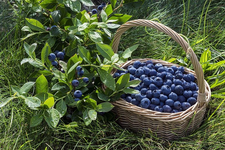 bunch of blackberries, berries, basket, blueberries, fresh, blueberry, HD wallpaper