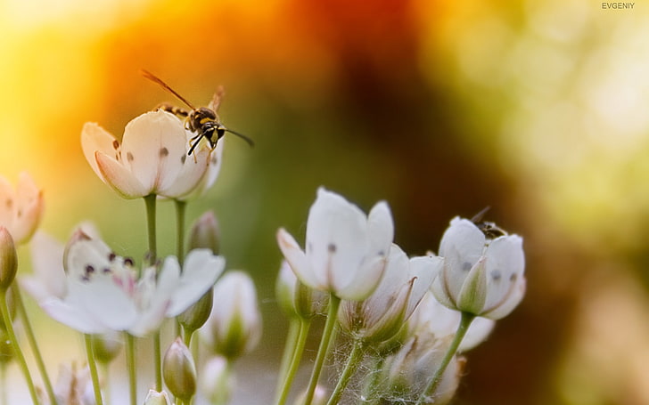 abeja negra y amarilla y flores peladas blancas, flores, insectos, moscas, luz, sol, Fondo de pantalla HD