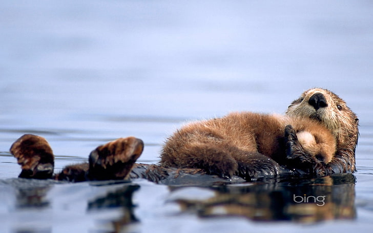 brown four legged animal, otter, cub otter, water, HD wallpaper