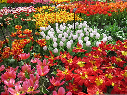 blommor, trädgård, tulpaner, Nederländerna, färgglada, Keukenhof, Lisse, HD tapet HD wallpaper