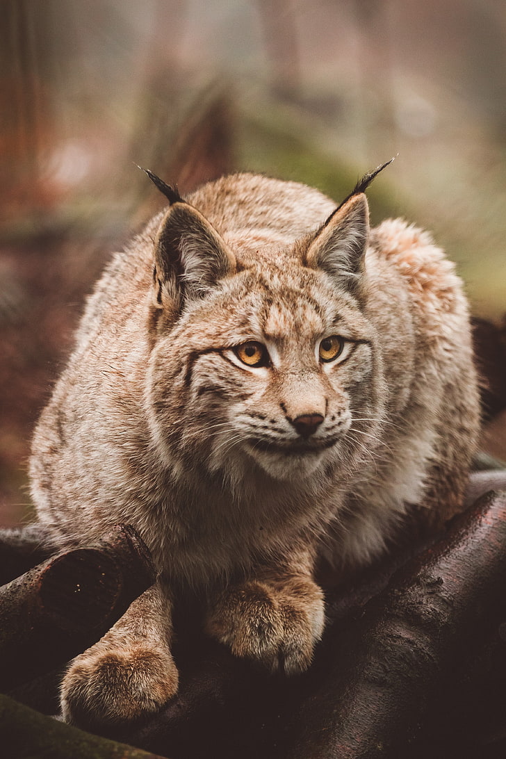 brown bobcat selective focus photography, lynx, predator, sits, HD wallpaper