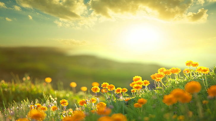 Flores, flor, tierra, campo, mañana, sol, flor amarilla, Fondo de pantalla HD