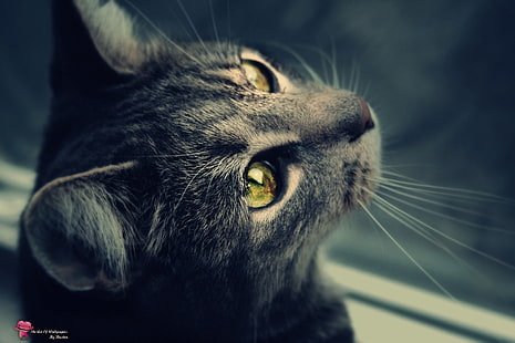 แมวตาสีเขียวสัตว์แมวศิลปะ HD, สีเขียว, ตา, แมว, วอลล์เปเปอร์ HD HD wallpaper