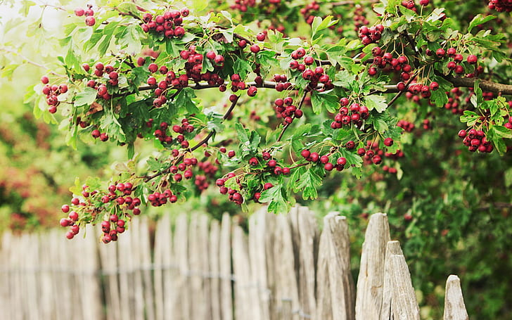 Berries, bayas, green and red, red round fruit, fence, Berries, bayas, valla, green and red, HD wallpaper
