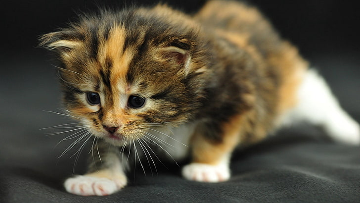 kucing belacu, kucing, belang, bayi, ketakutan, Wallpaper HD