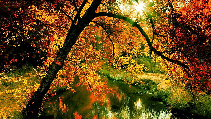 alam, kayu, sungai, Wallpaper HD