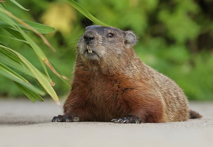 marmot, rodent, Woodchuck, HD wallpaper