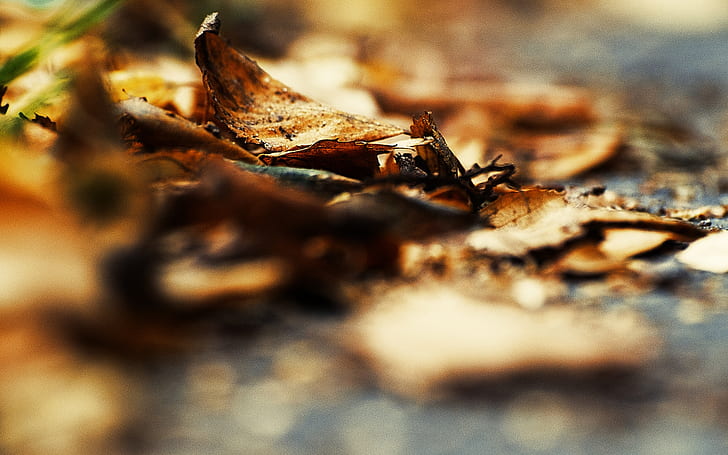 Autumn Leaves Macro Blur HD, alam, makro, blur, daun, musim gugur, Wallpaper HD