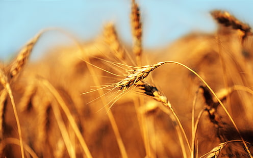 пшеница, поле, колос, хлеб, HD обои HD wallpaper
