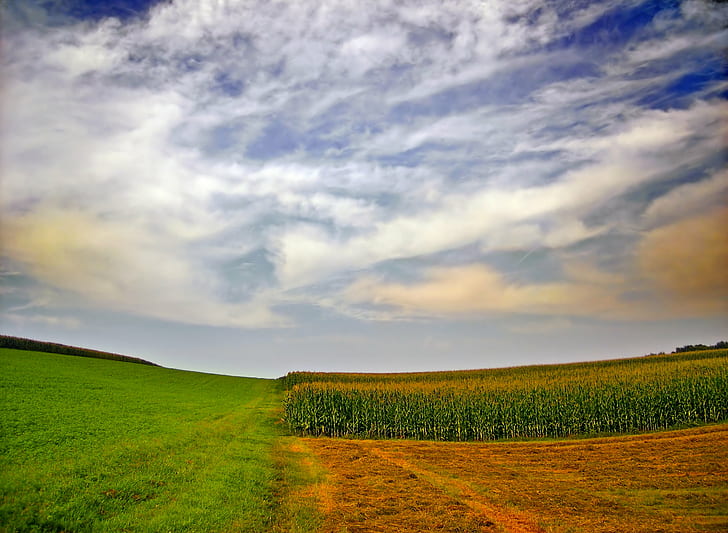 landscape photography of corn field, Partitioned, landscape photography, corn field, Pennsylvania, Northampton County, Lower Mount Bethel Township, Lehigh Valley, cornfield, clouds, altocumulus, rural, summer, low light, creative commons, nature, rural Scene, field, agriculture, sky, landscape, outdoors, meadow, hill, farm, tree, cloud - Sky, land, grass, green Color, scenics, non-Urban Scene, landscaped, blue, pasture, season, HD wallpaper