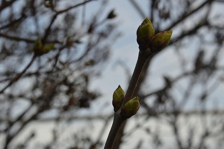 zielone kiełki, wiosna, Tapety HD
