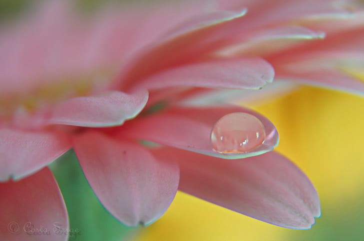 macro shot of water droplet on top of pink petals, La, goutte, eau, macro shot, water droplet, on top, close up, gros, plan, nature, fleur, flower, couleur, color, flou, bokeh, petal, rose  pink, plant, pink Color, close-up, flower Head, HD wallpaper