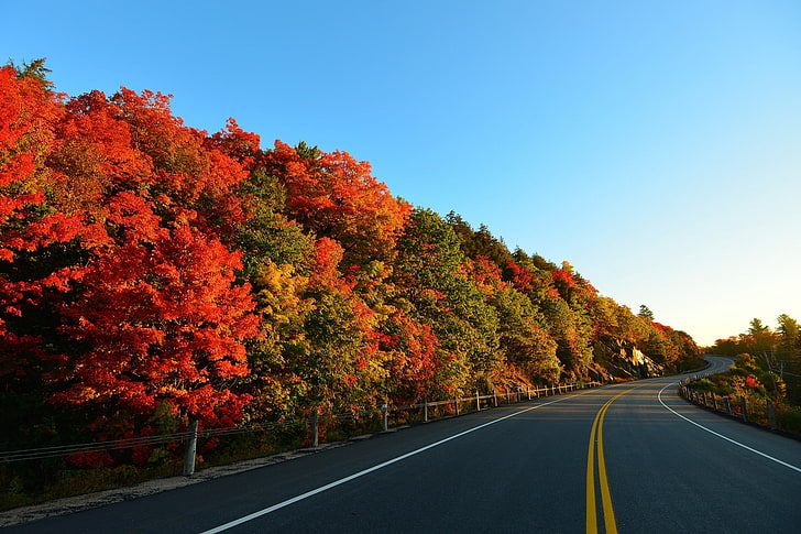 red and green leafed trees, autumn, road, turn, trees, marking, HD wallpaper