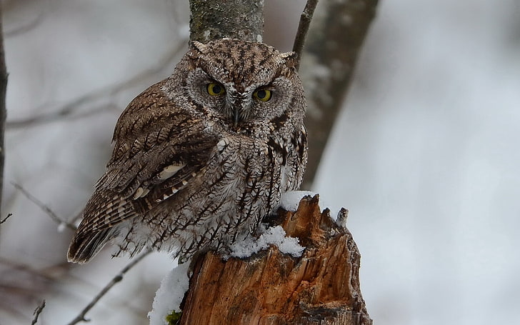 brown and black snow owl, predator, bird, owl, snow, HD wallpaper