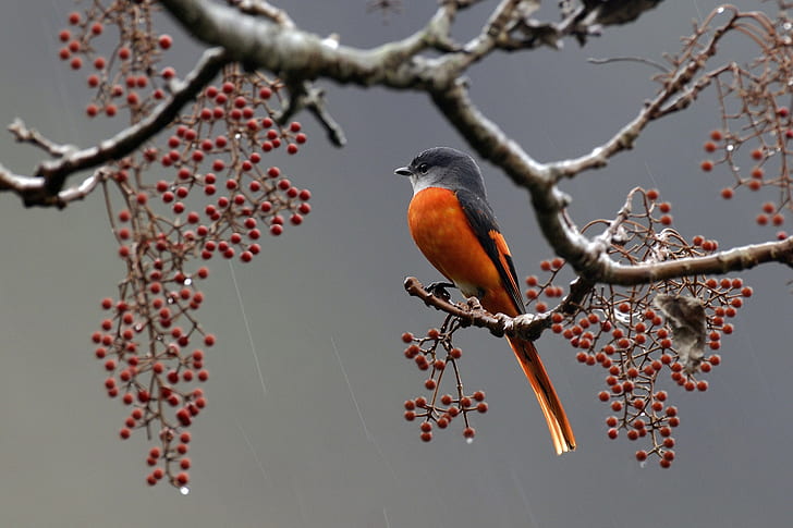Pájaro en rama con barries, pájaro, plumas, rama, bayas, lluvia, Fondo de pantalla HD