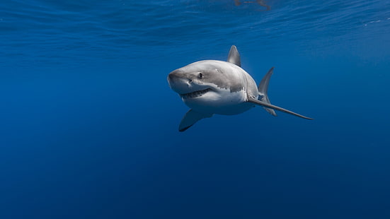 الحياة البرية ، القرش ، القرش الأبيض العظيم ، علم الأحياء البحرية ، المحيط ، تحت الماء ، البحر، خلفية HD HD wallpaper